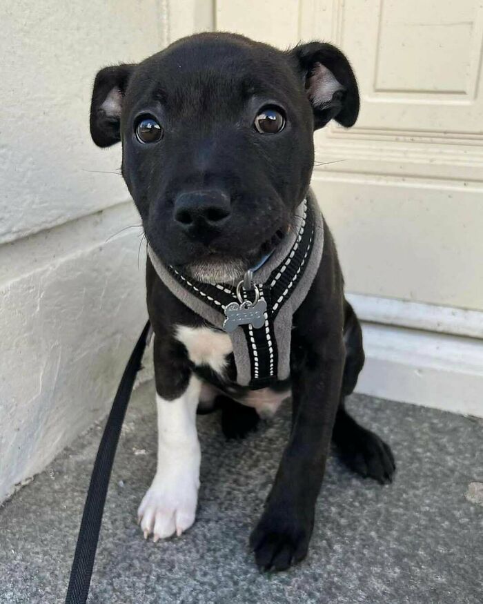 Aww-worthy photo of a black puppy with white paws wearing a grey harness, looking up with big eyes.