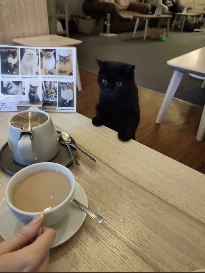 Aww-worthy photo of a black cat with green eyes standing on hind legs next to a coffee cup.