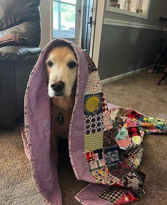 Aww-worthy photo of a golden retriever peeking out from under a colorful quilt, lifting spirits.