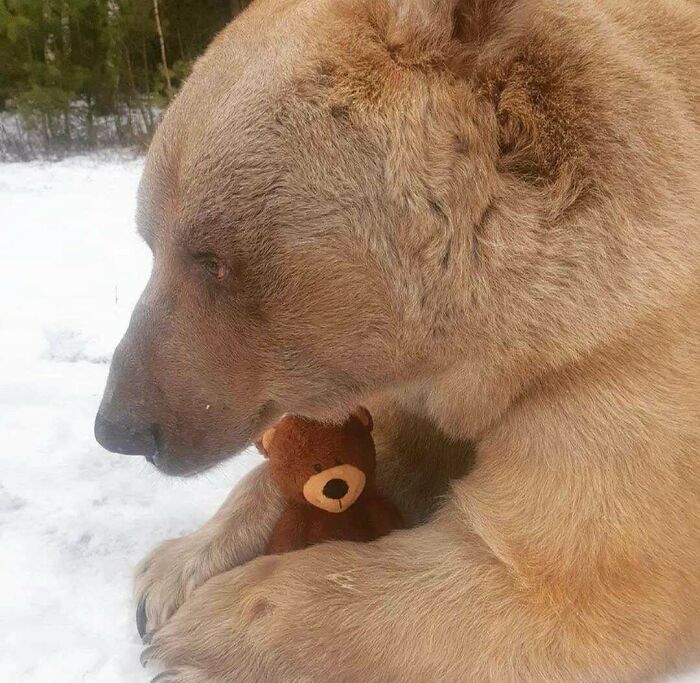 Aww-worthy photo of a large brown bear gently holding a small teddy bear in the snow, lifting spirits.