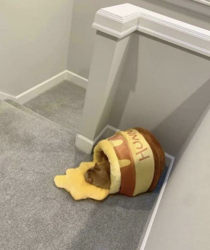 Aww-worthy photo of a cat napping in a honey pot bed on carpeted stairs, lifting spirits.