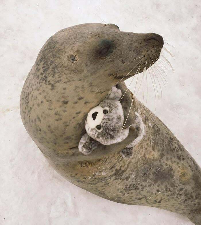 Aww-worthy photo of a seal cuddling a small plush toy, a heartwarming sight that lifts spirits.