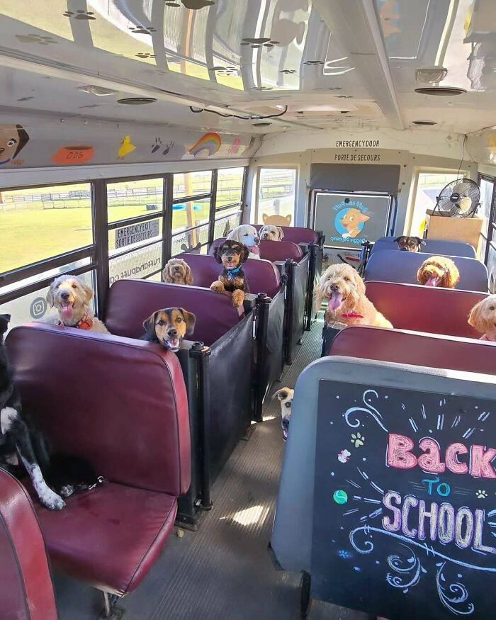Aww-worthy photo of many dogs riding a school bus, looking out from their seats, lifting spirits.