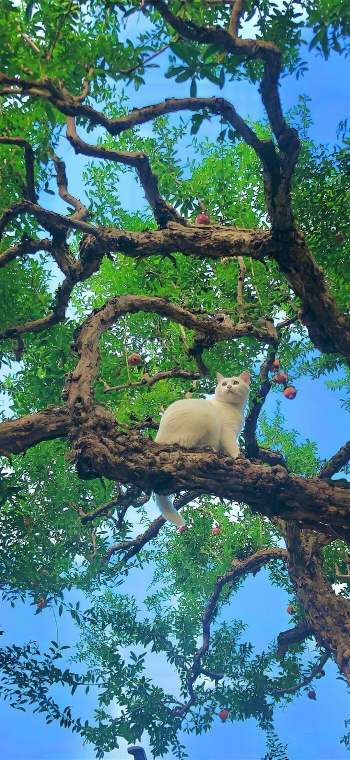 Aww-worthy photo of a white cat with blue eyes perched on a tree branch, lifting spirits.