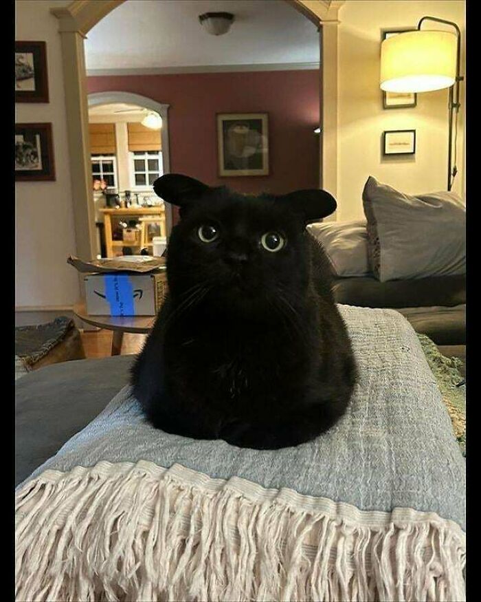 Aww-worthy black cat sitting attentively on a blanket, with its ears pinned back, lifting spirits.