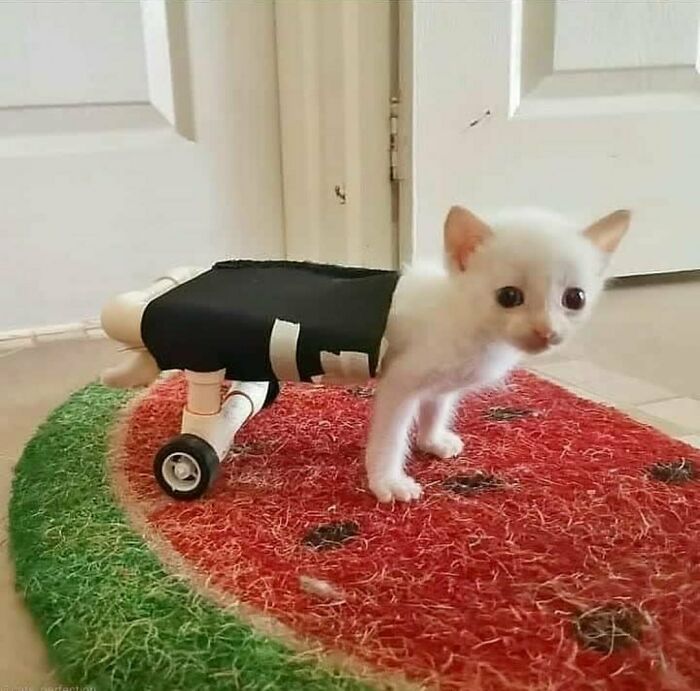 Aww-worthy photo of a cute kitten with a disability aid for its back legs, inspiring spirits.