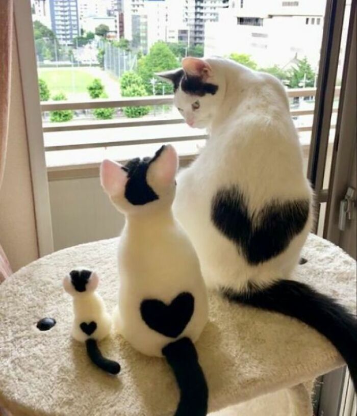 An aww-worthy cat family, with heart markings, sits on a cat tree, looking out the window, lifting spirits.