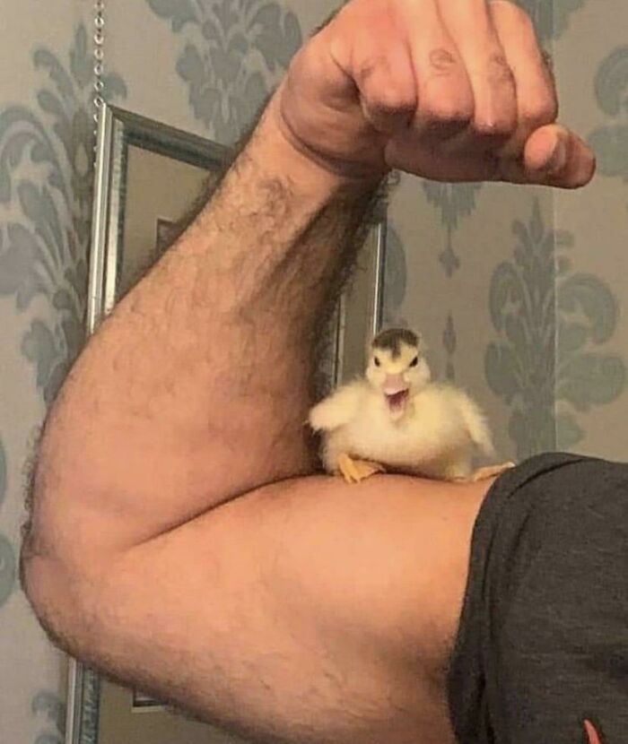 An aww-worthy duckling poses on a muscular arm, comically flexing its tiny wings, lifting spirits.