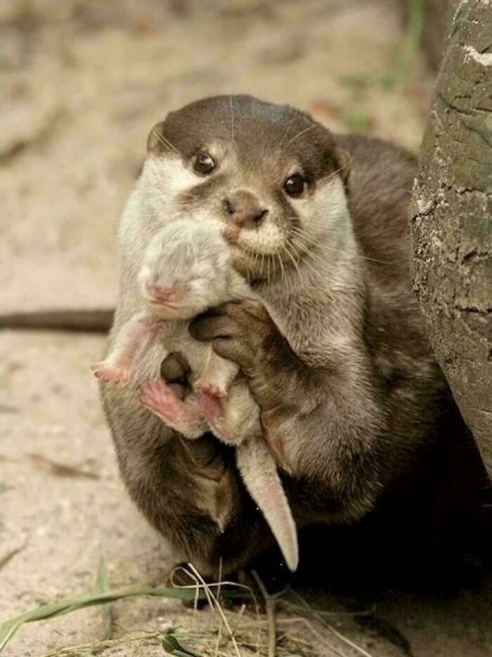 Aww-worthy photo of an otter cuddling its adorable baby, lifting spirits.
