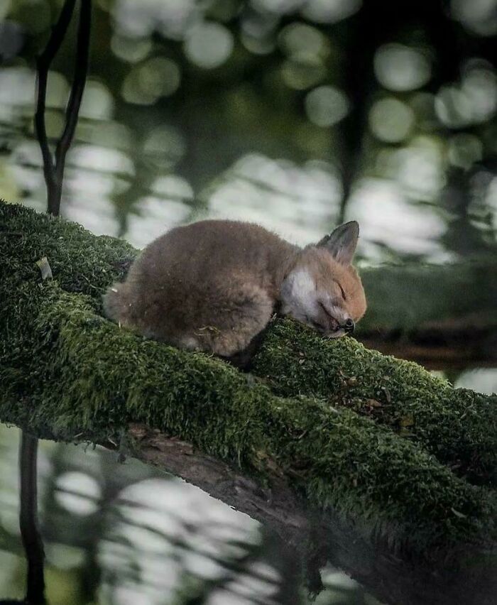 Aww-worthy photo of a baby fox sleeping peacefully on a mossy branch, lifting spirits.