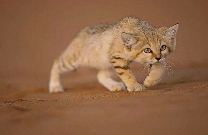 Aww-worthy photos of a small sand cat walking cautiously on sand, lifting spirits.