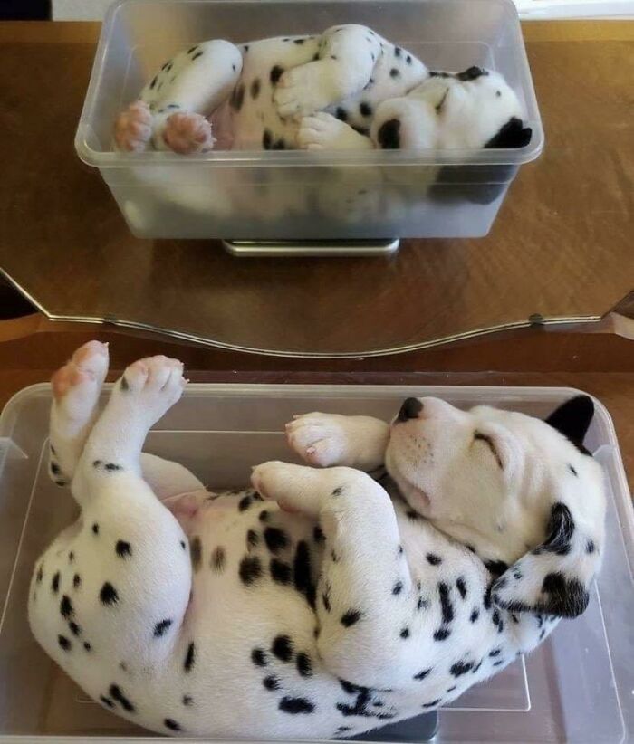 Aww-worthy photo of two dalmatian puppies sleeping in plastic containers, lifting spirits.