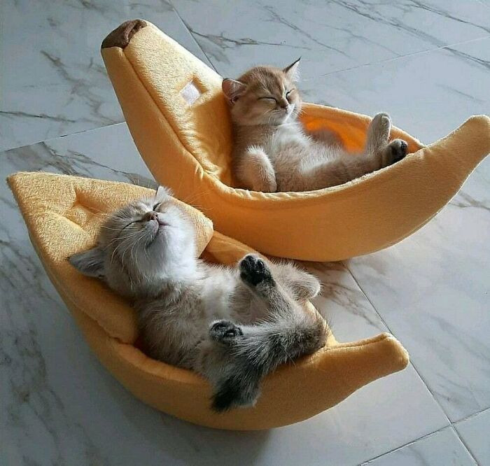 Aww-worthy photo of two kittens napping in banana-shaped beds, lifting spirits.
