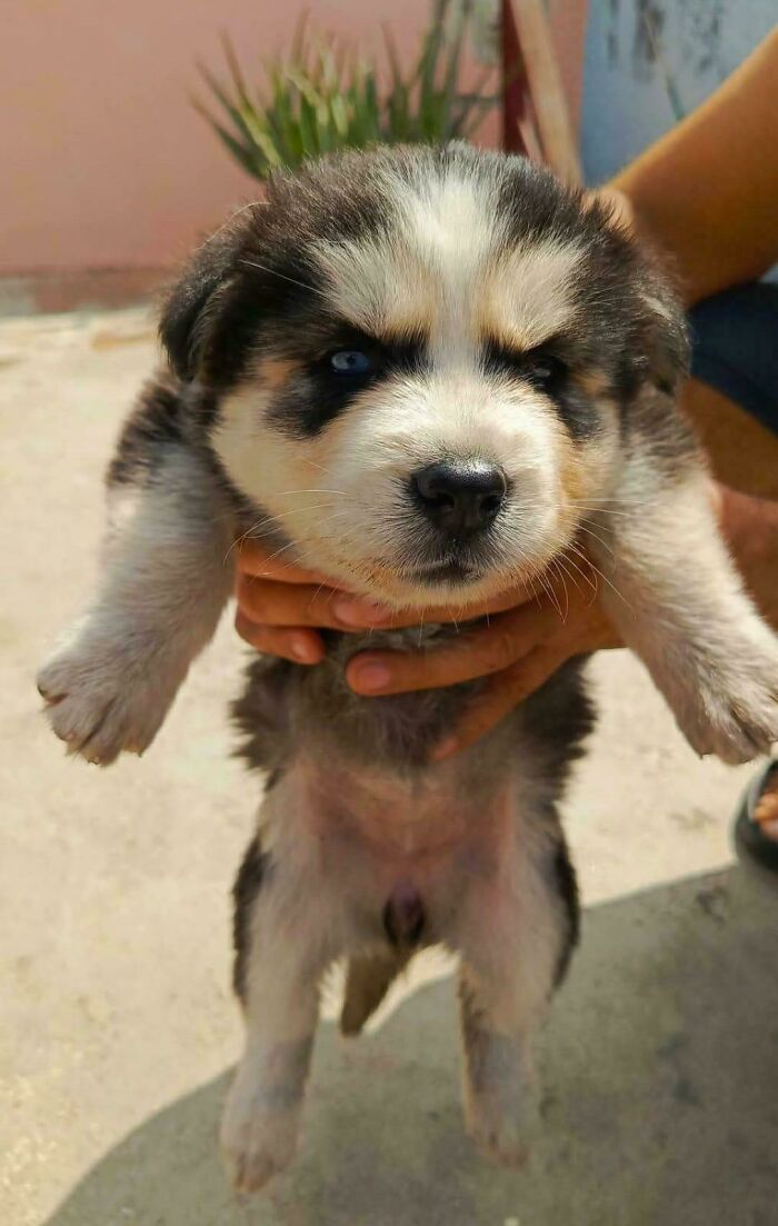 Aww-worthy photo of a fluffy husky puppy with blue eyes being held, lifting spirits.