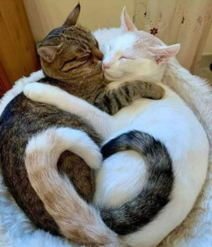 Two aww-worthy cats are cuddling and sleeping together, forming a heart shape with their bodies.