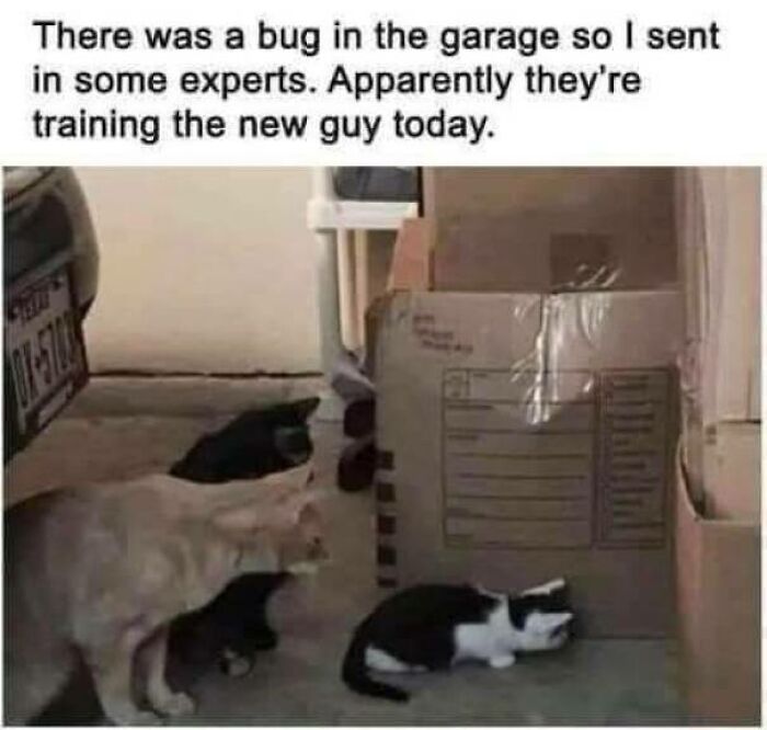 Four aww-worthy cats, bug experts, are cautiously observing a garage bug, lifting spirits.