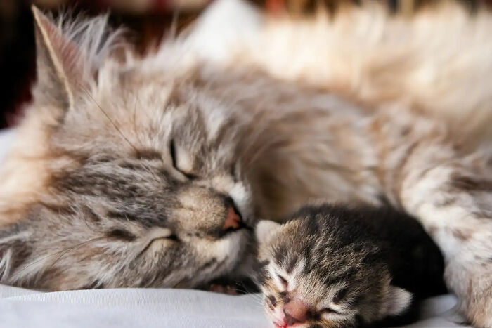 Aww-worthy photos of a mother cat and her tiny kitten sleeping soundly, lifting spirits.