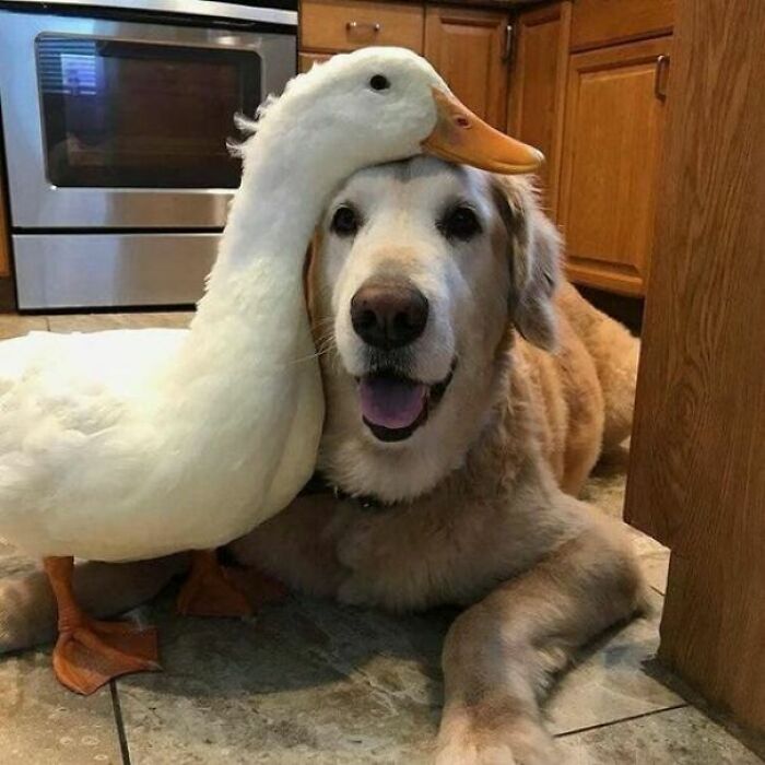 Aww-worthy photos of a happy golden retriever and a white duck cuddling, lifting spirits.