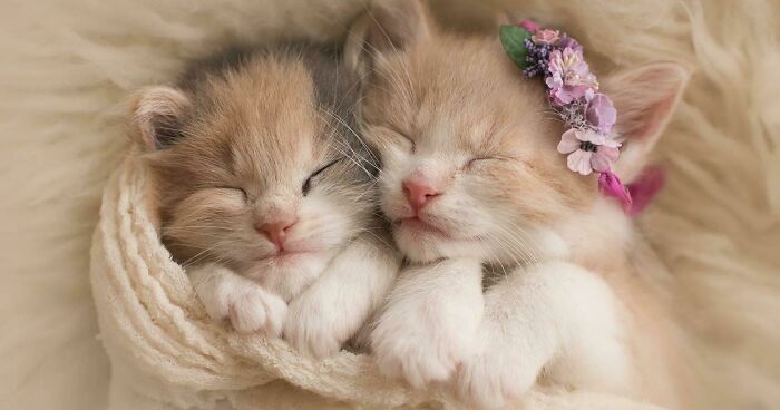 Aww-worthy photos of two tiny sleeping kittens, one with a flower crown, lifting spirits.