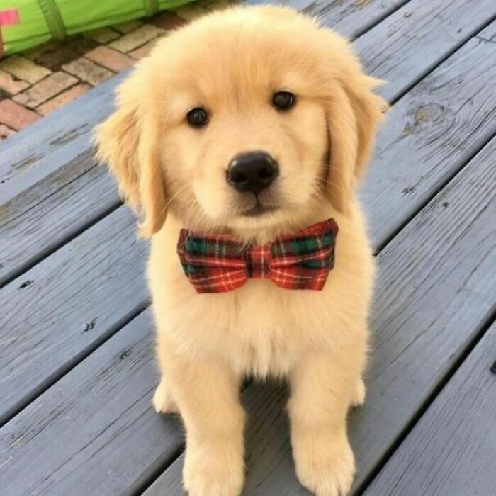 Aww-worthy photos of a golden retriever puppy wearing a plaid bowtie, lifting spirits.