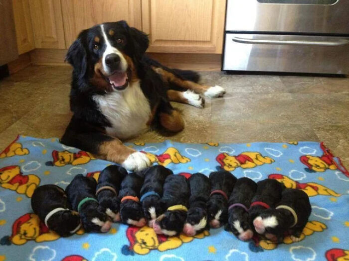 Aww-worthy photos of a proud Bernese Mountain Dog with a litter of puppies on a blanket.