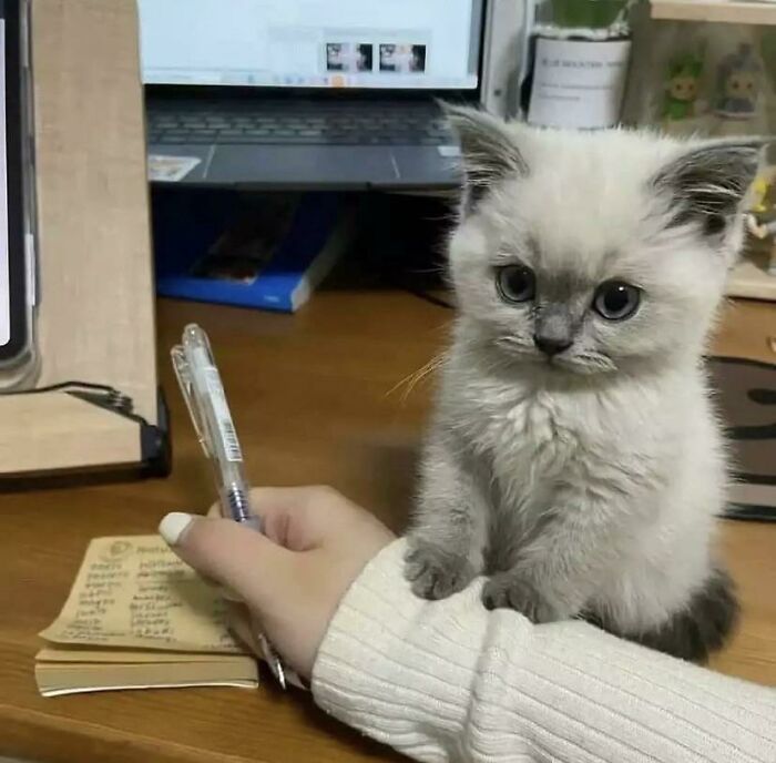 Aww-worthy photos of a fluffy kitten with big eyes sitting on a person's arm at a desk.