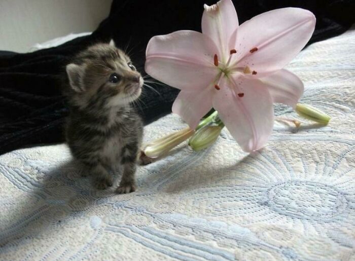 Aww-worthy photos of a tiny kitten looking at a large pink lily.