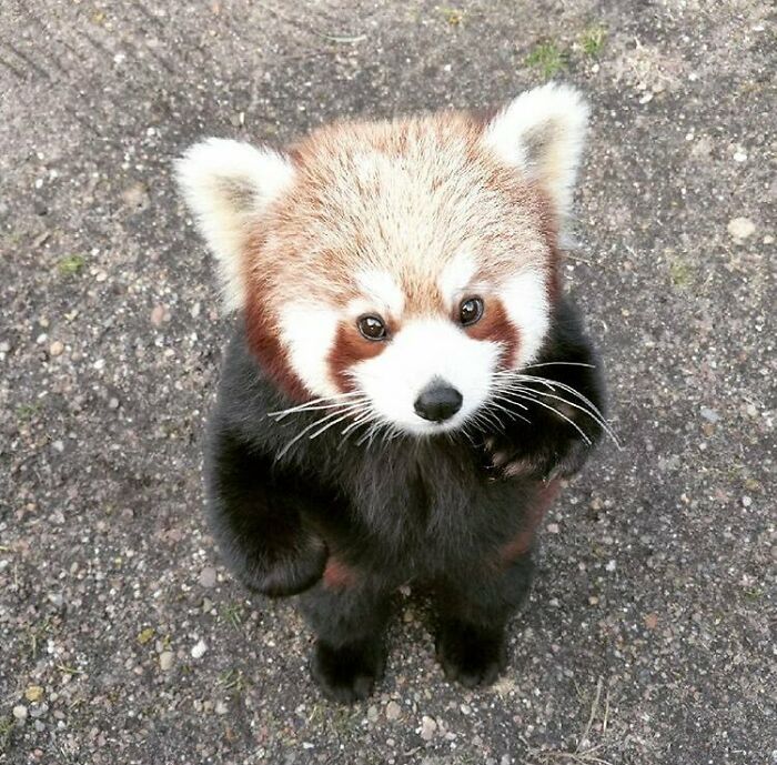 Aww-worthy photos of a cute red panda standing on its hind legs.