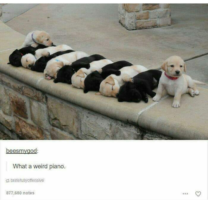 Aww-worthy photos of a line of puppies sleeping on a ledge, with one puppy sitting up.