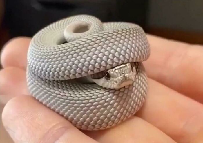 An aww-worthy photo of a small, coiled snake resting in a person's palm, lifting spirits.