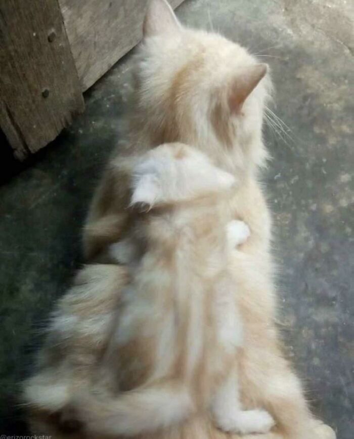 Aww-worthy photo of a large fluffy cat affectionately hugging a tiny kitten, lifting spirits.
