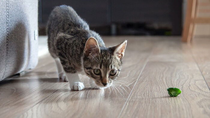 An aww-worthy photo of a curious kitten cautiously approaching a green object on a wooden floor.