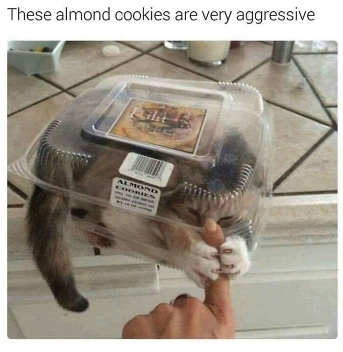 Aww-worthy photo of a kitten comically crammed inside an almond cookies container, playfully biting a finger.