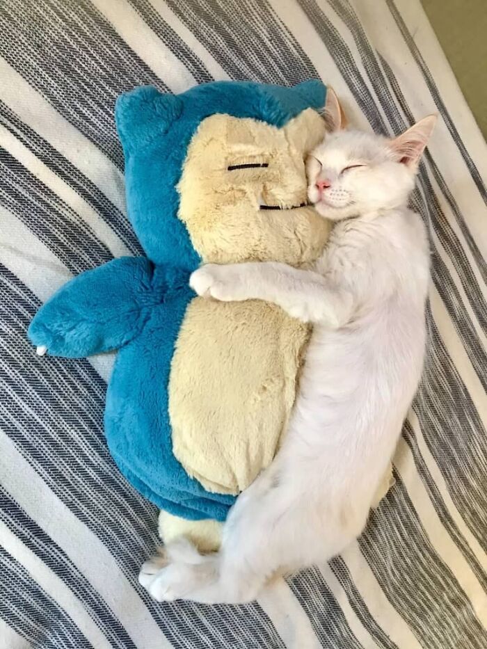 An aww-worthy white kitten cuddling a blue Snorlax plush toy, a photo to lift spirits.