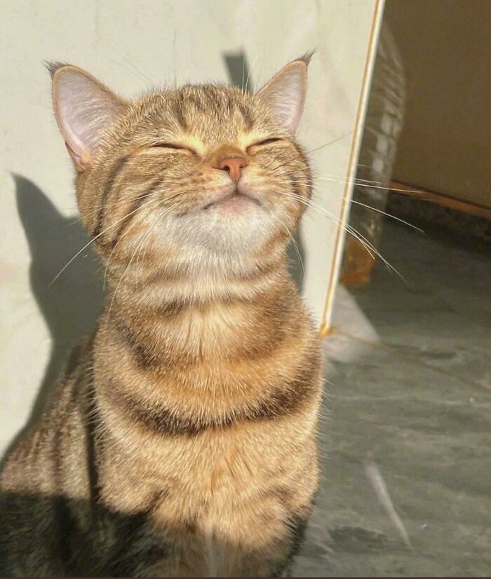 An aww-worthy cat basking in the sun with closed eyes, a photo to lift spirits.