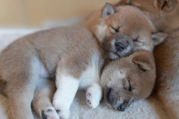 Aww-worthy photos of two adorable puppies sleeping peacefully side-by-side, perfect for lifting spirits on a bad day.