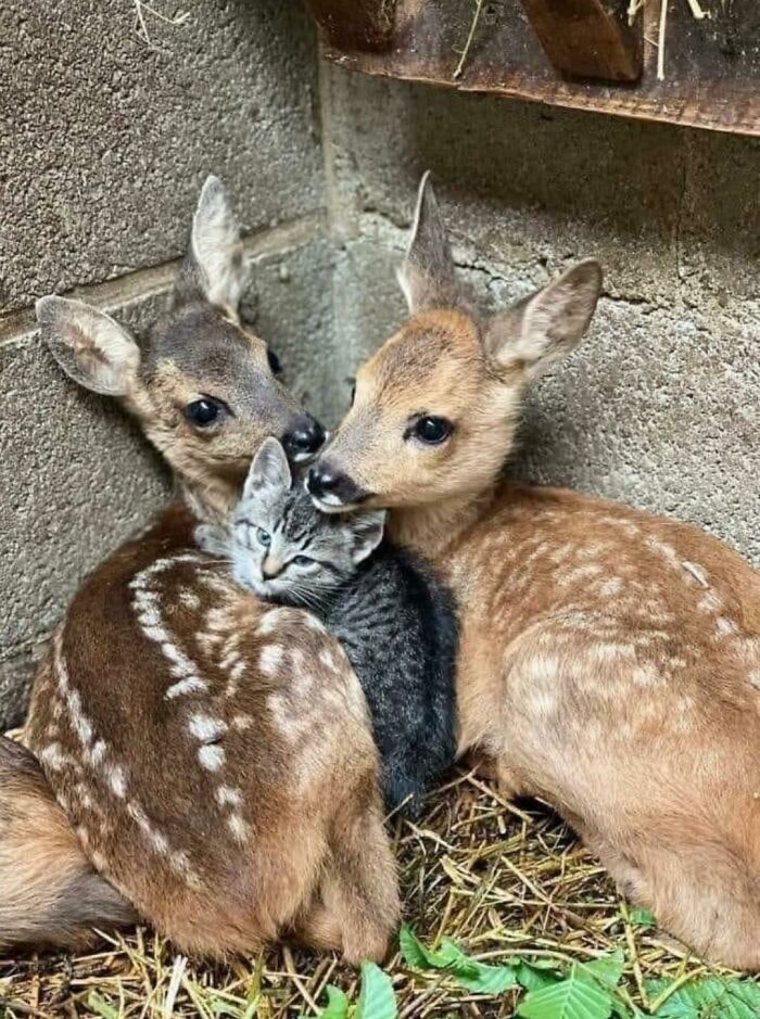 Aww-worthy photos of two baby deer cuddling with a small kitten, a heartwarming sight to lift your spirits.