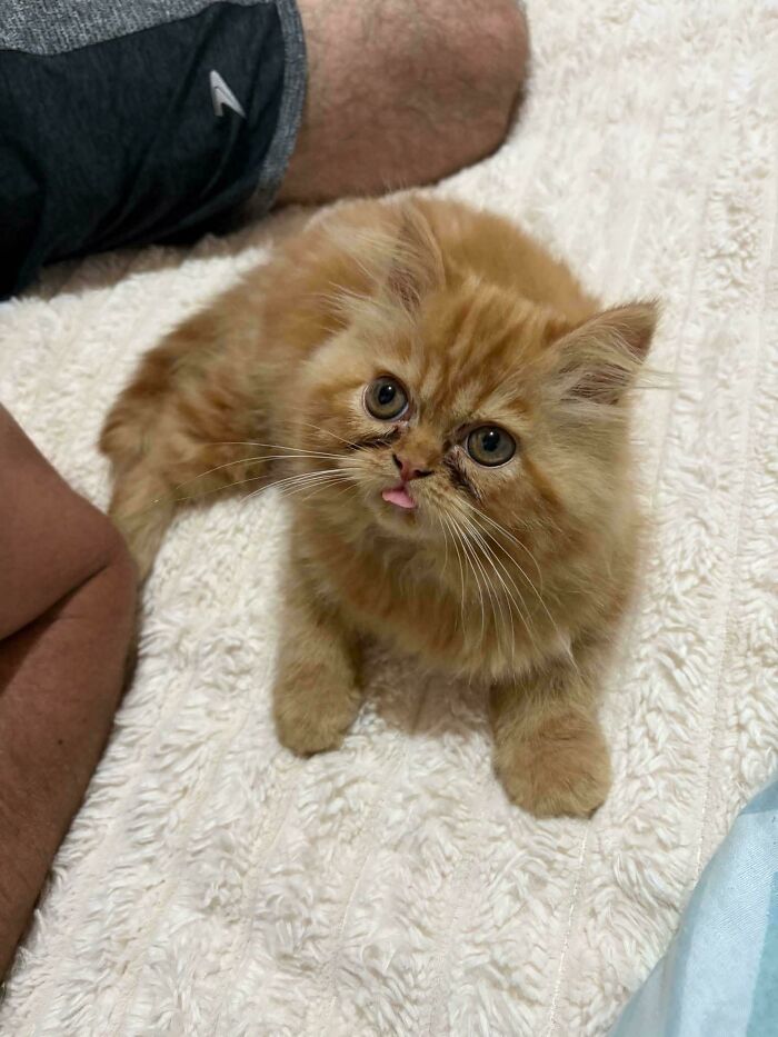 Aww-worthy photos of a fluffy orange kitten looking up with its tongue slightly out, sure to lift your spirits.
