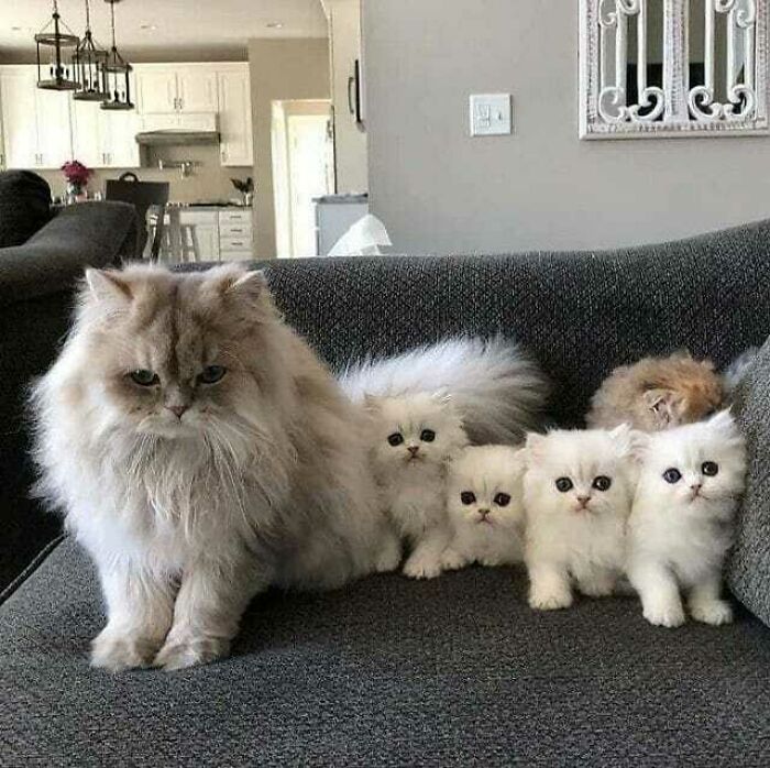 Aww-worthy photos of a fluffy white cat with its four tiny kittens lined up on a couch, lifting spirits.