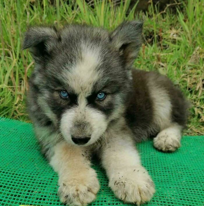 Aww-worthy photos of a cute husky puppy with bright blue eyes lying on a green mat, perfect for lifting spirits.