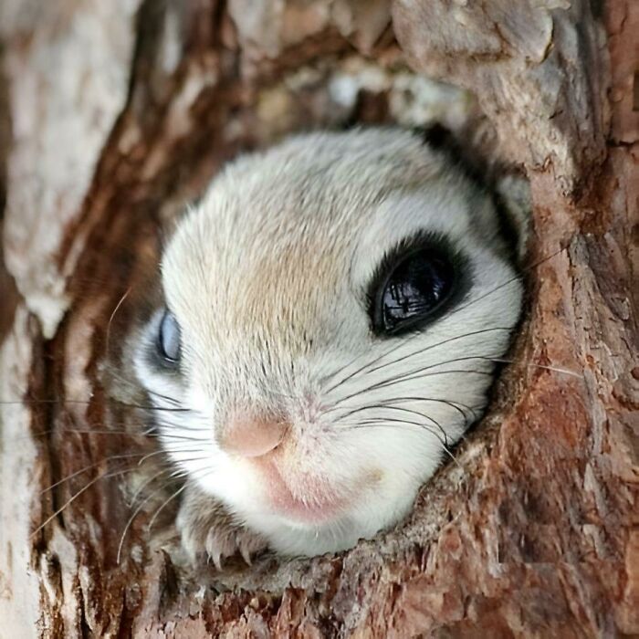 A tiny, aww-worthy flying squirrel peeking out from a tree hole, lifting spirits.