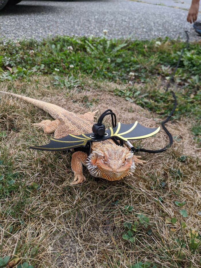 An aww-worthy bearded dragon wearing a harness with dragon wings, a photo to lift spirits.