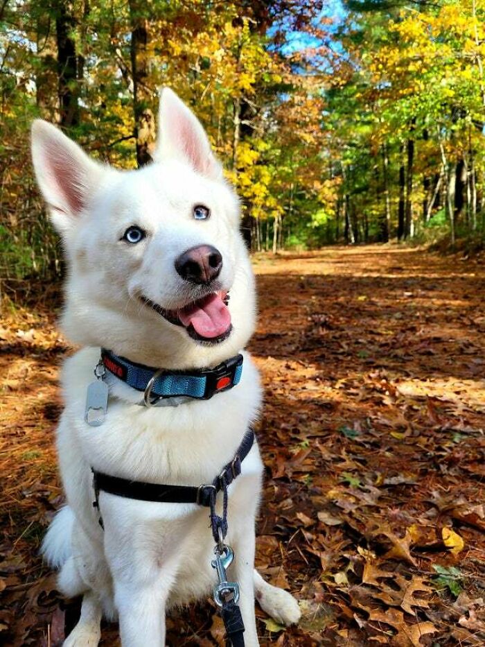 A happy, aww-worthy white husky with blue eyes in an autumn forest, a photo to lift spirits.