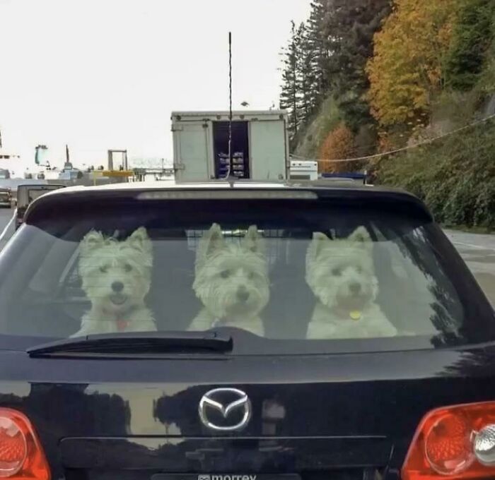 Aww-worthy photo of three cute dogs in the back of a car, lifting spirits on a bad day.