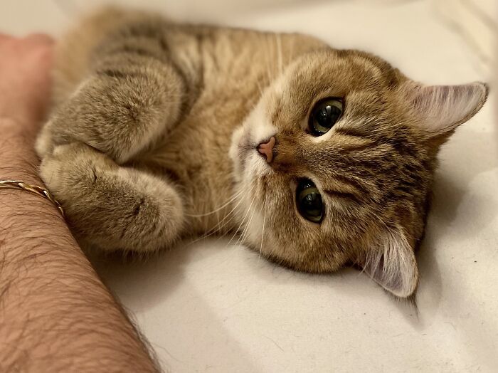 Aww-worthy photo of a cute cat with big eyes lying down, lifting spirits with its charm.