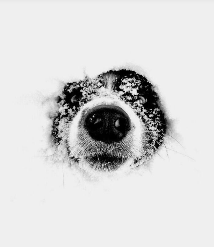 Aww-worthy photo of a dog's nose covered in snow, lifting spirits with its playful cuteness.