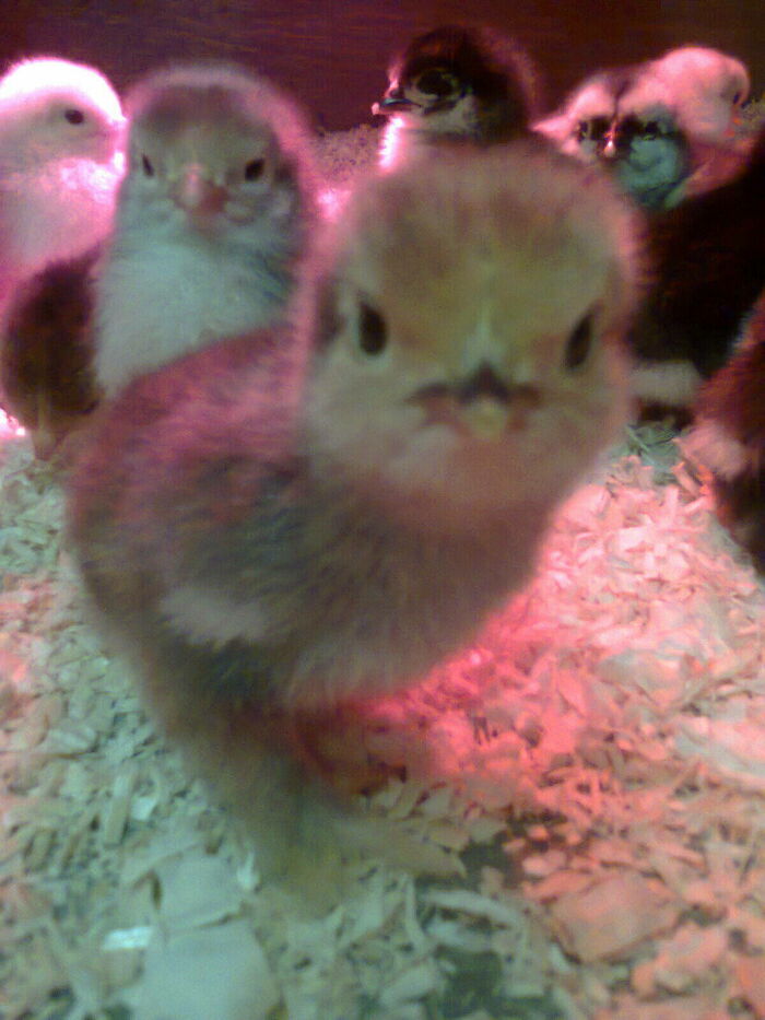 Aww-worthy photos of fluffy chicks with an endearing wide-eyed look, ready to lift your spirits on a bad day.