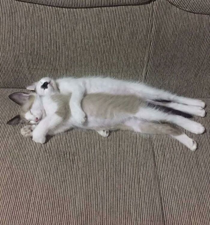 Two aww-worthy kittens cuddling and sleeping on a striped couch, a heartwarming sight to lift your spirits.