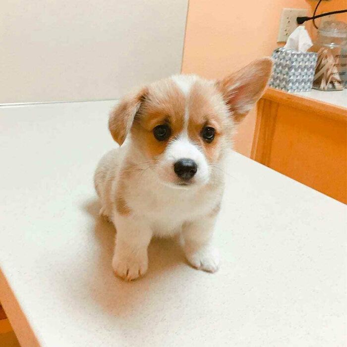 An aww-worthy photo of a cute corgi puppy with one ear up, sitting on a table, sure to lift your spirits.