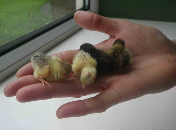 A hand holding three tiny, aww-worthy chicks, their small bodies a comforting sight to lift your spirits.